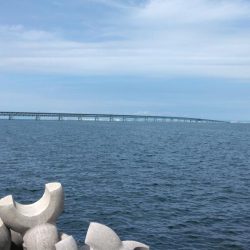 タコを求めて20時間