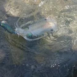 対馬エギング釣果