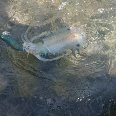 対馬エギング釣果