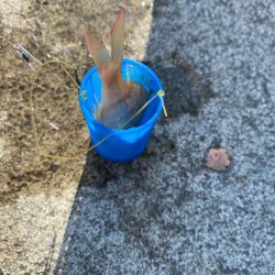 日中サビキ釣り！！