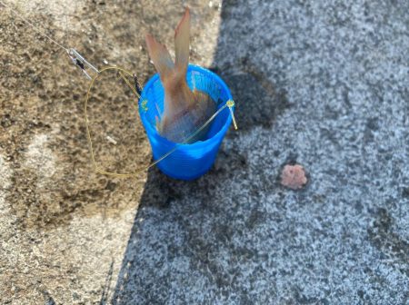 日中サビキ釣り！！