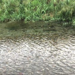 今年初の犬上川