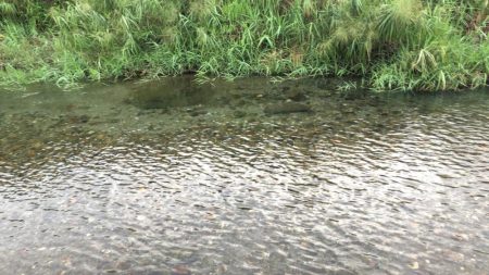 今年初の犬上川