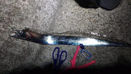 太刀魚リベンジ戦