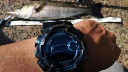 ぶらデイシーバス調査!!