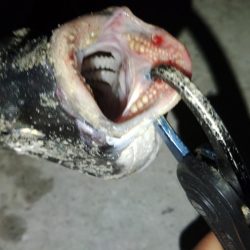 ぶら河川調査！