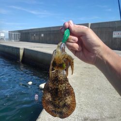 エギング新子調査