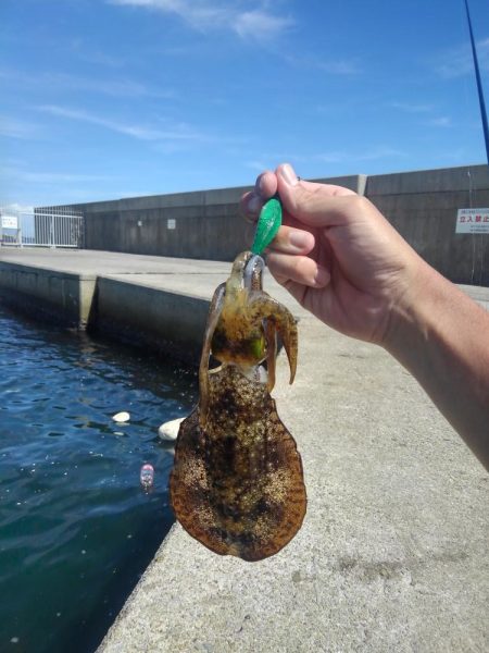 エギング新子調査