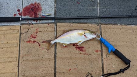 タチウオ後ショアジギ