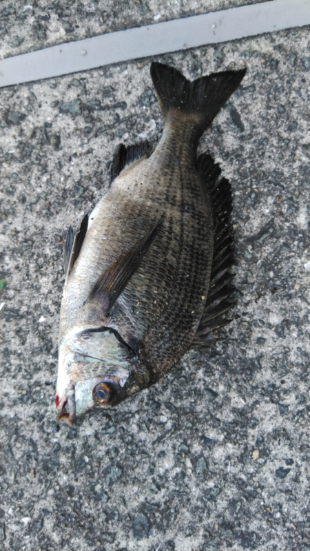 低酸素の中の年無しゲット