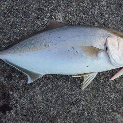 今季初青物初シオ！