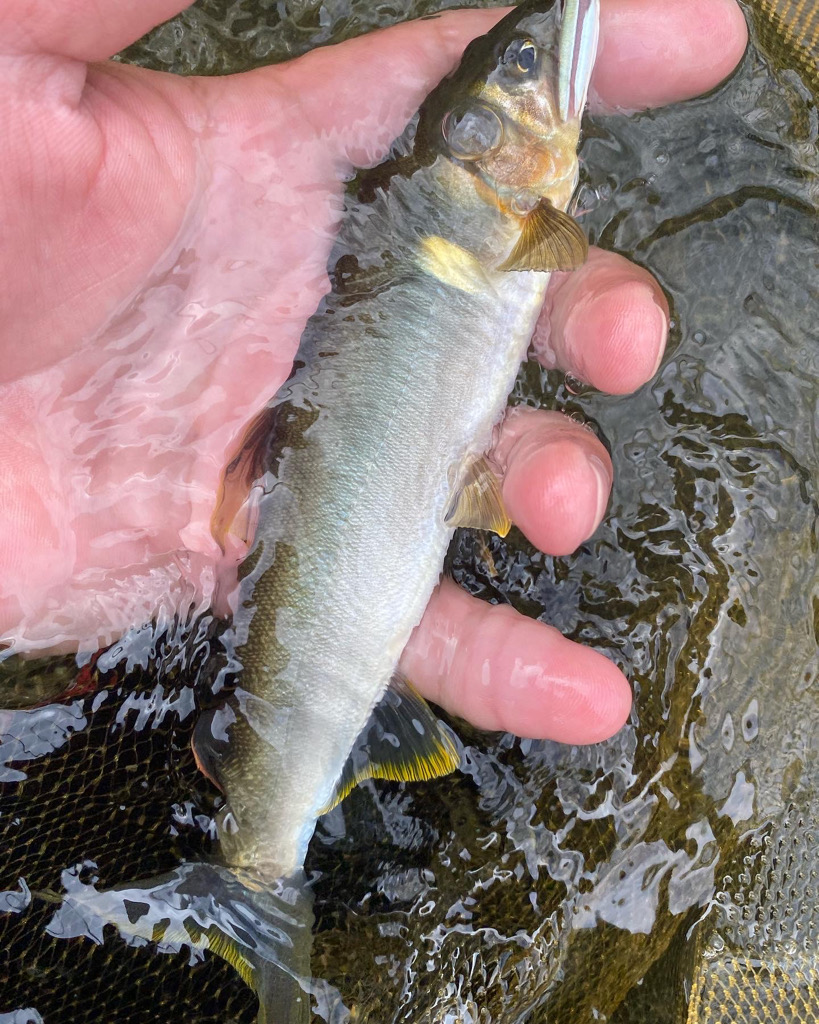 有田川鮎釣り釣行