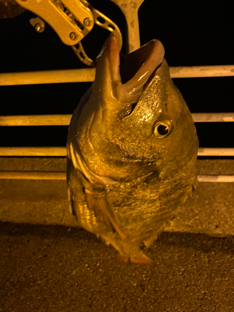 ヘチってきました
