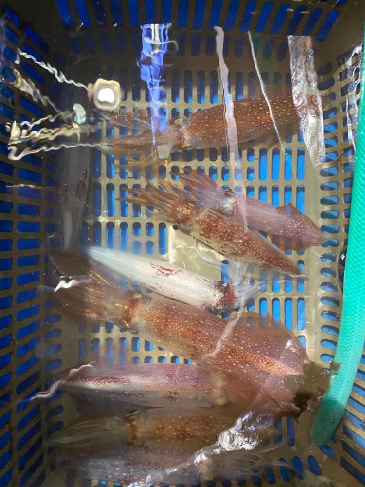 小浜でイカメタル