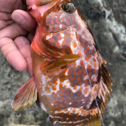 2022 佐渡ヶ島ライトゲーム