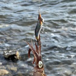 墨族大剣SP２回目の釣行で墨付け出来ました！！