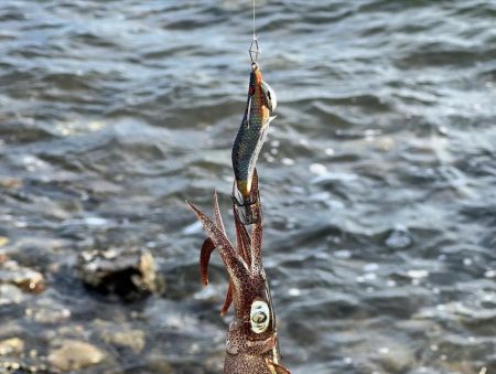 墨族大剣SP２回目の釣行で墨付け出来ました！！