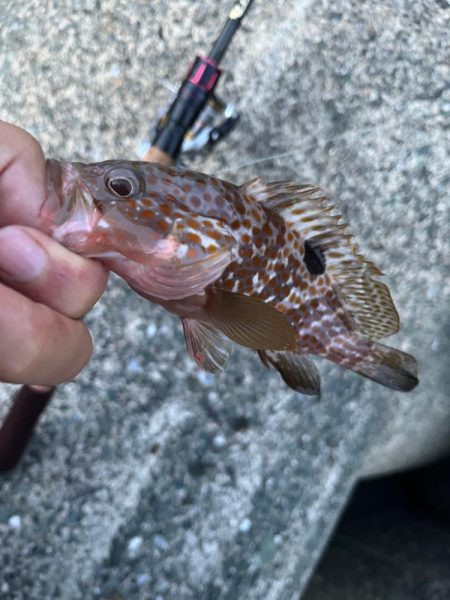 今日は渋めのアコウ、ガシラ