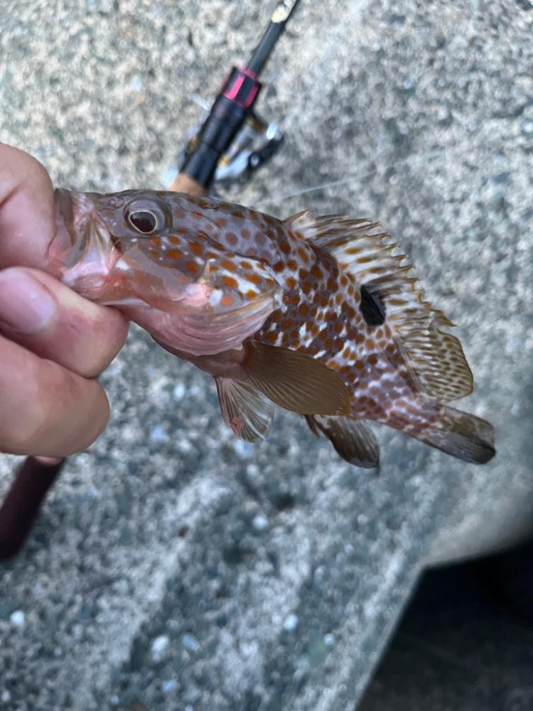 今日は渋めのアコウ、ガシラ