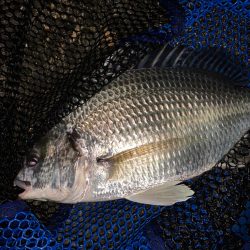 チヌハンターパート31