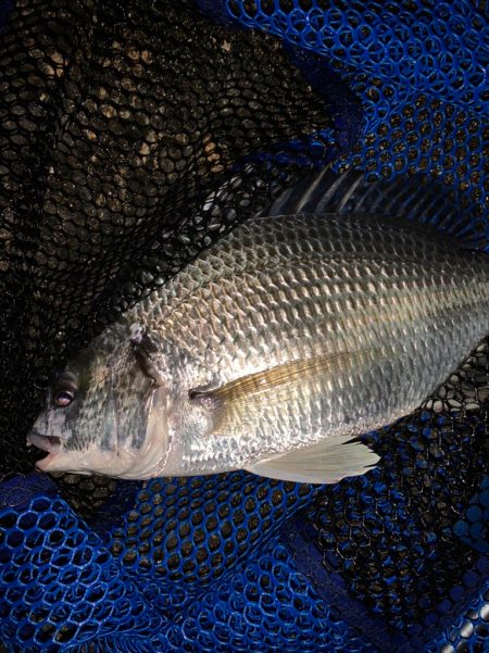 チヌハンターパート31