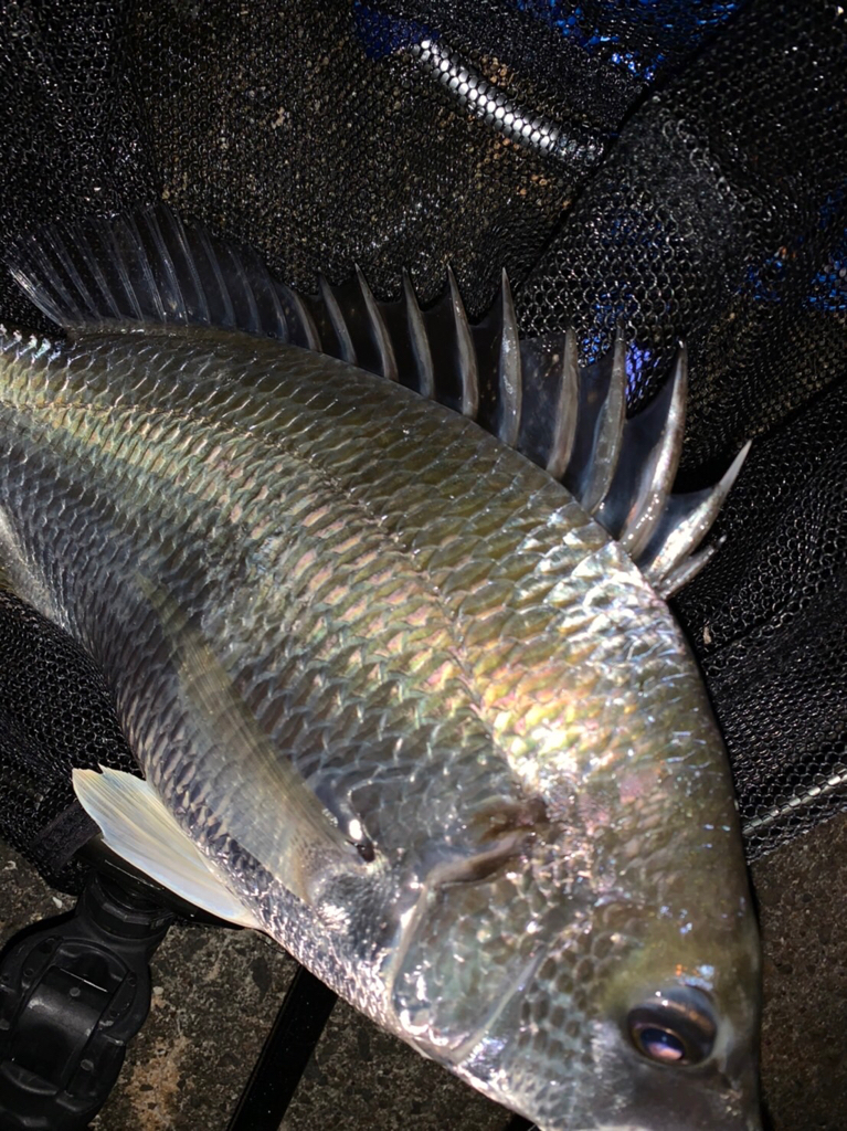 チヌハンターパート32