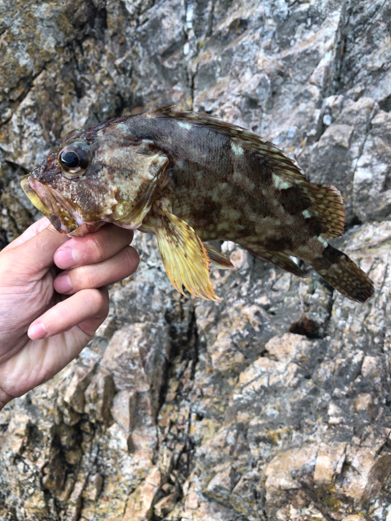 ちょこっとフィッシング