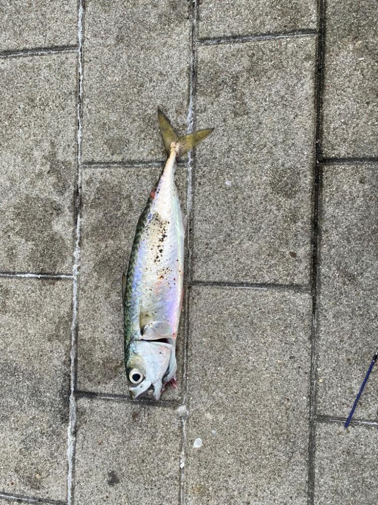 シーサイドコスモの鯖