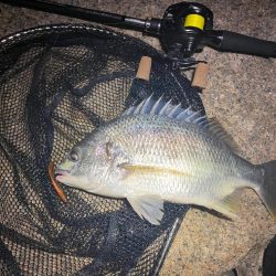 チニング アタリは無限