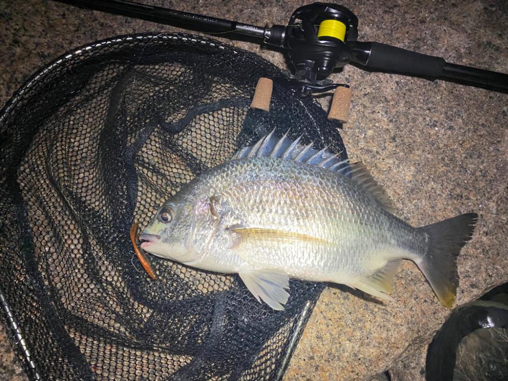 チニング アタリは無限