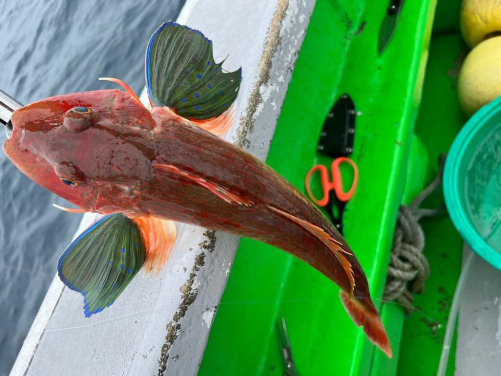 銚子沖、根魚五目