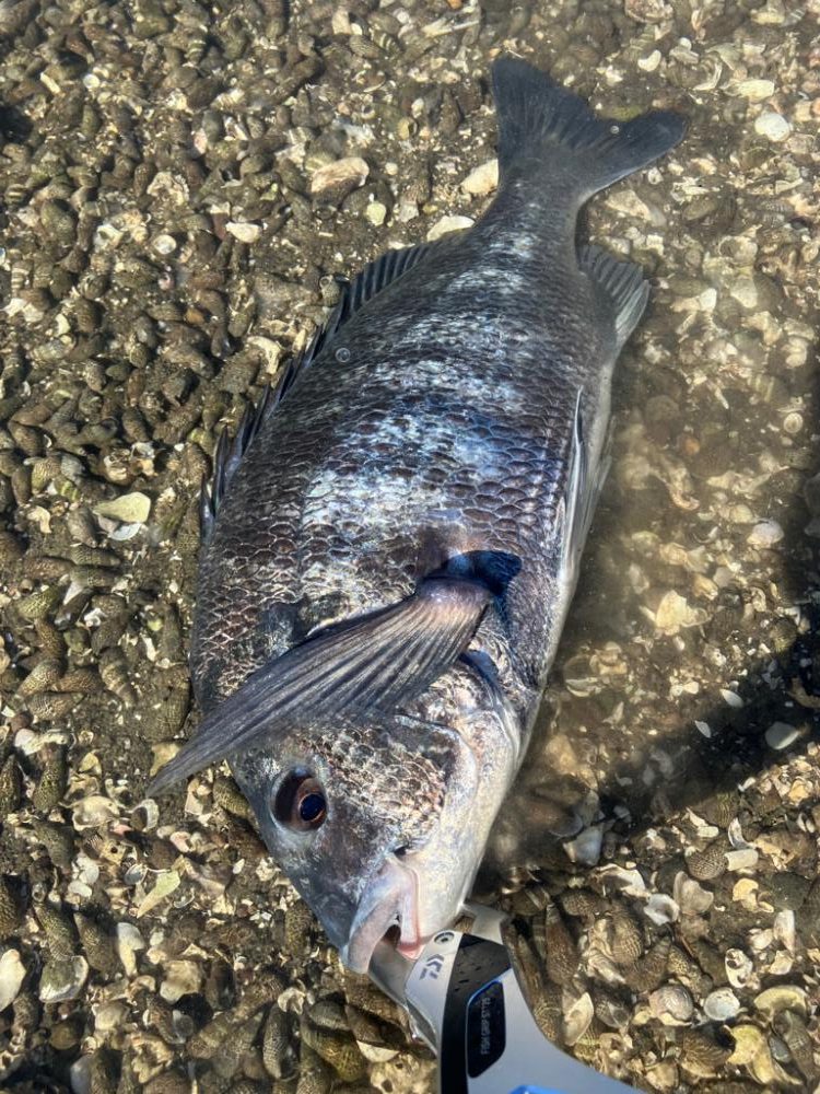 ランガントップチニング