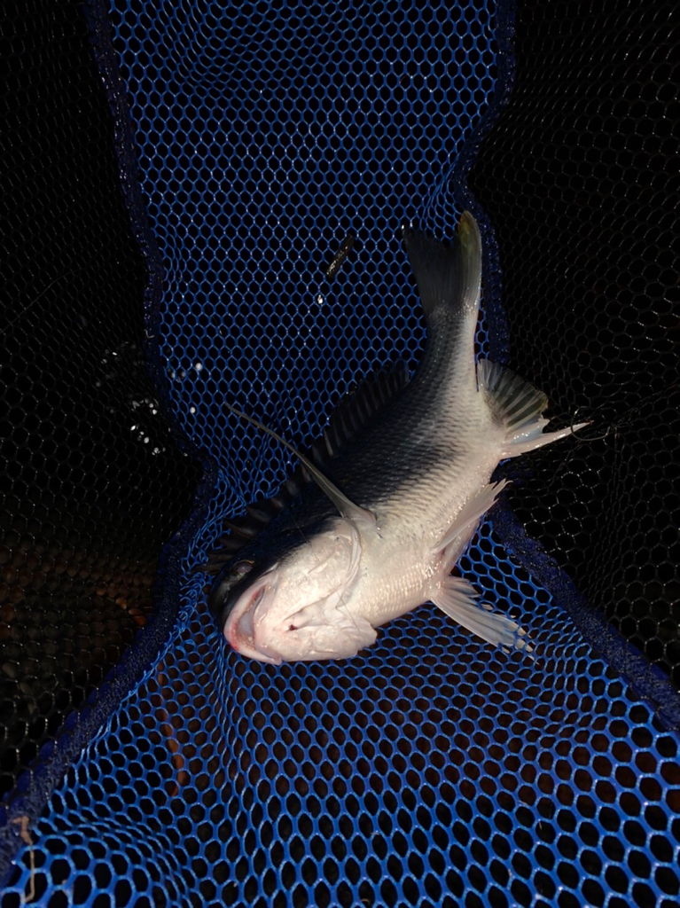 チヌハンターパート28