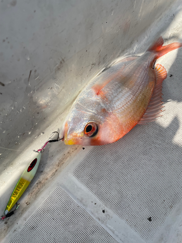 ウミックレンタルボートでの釣果