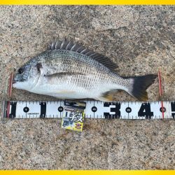 小型を釣りながら良い型を目指し