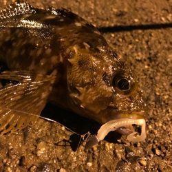 涼しい早朝にトリプルクロスでライトロック！