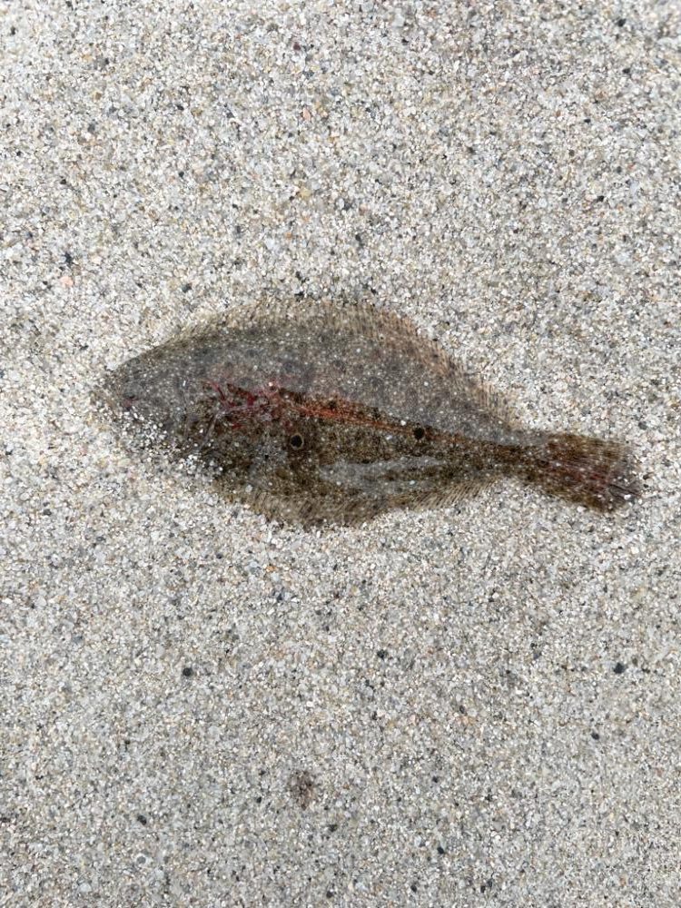 ジギングタックル流用投げ釣り