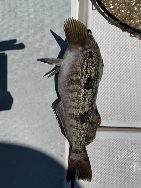 久しぶりのオフショア釣行！