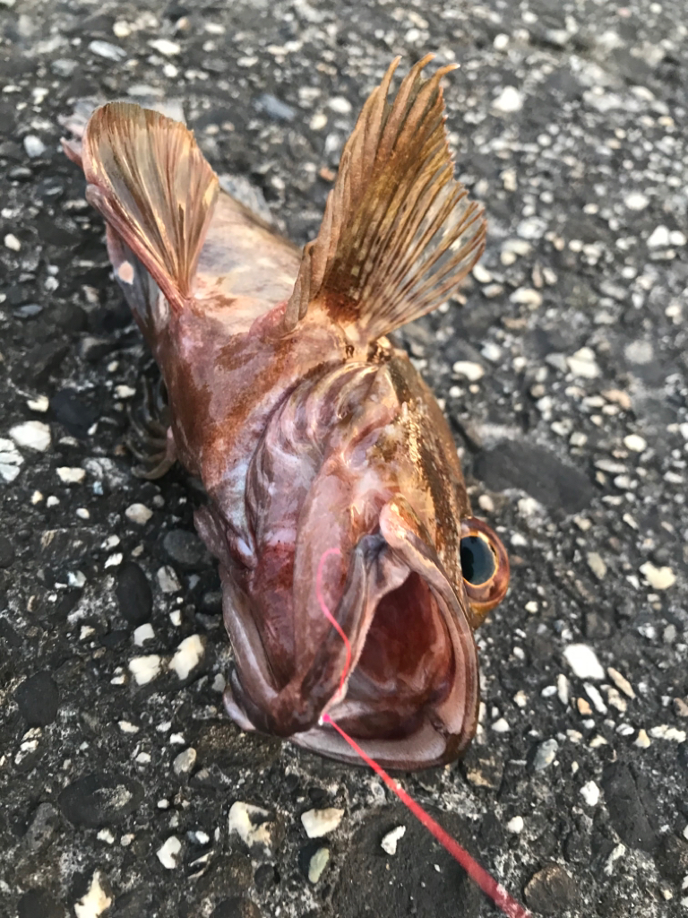 たまにサビキ。飽きたら穴釣り。