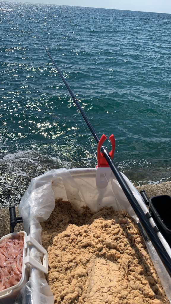 夏の磯は餌取りパラダイス