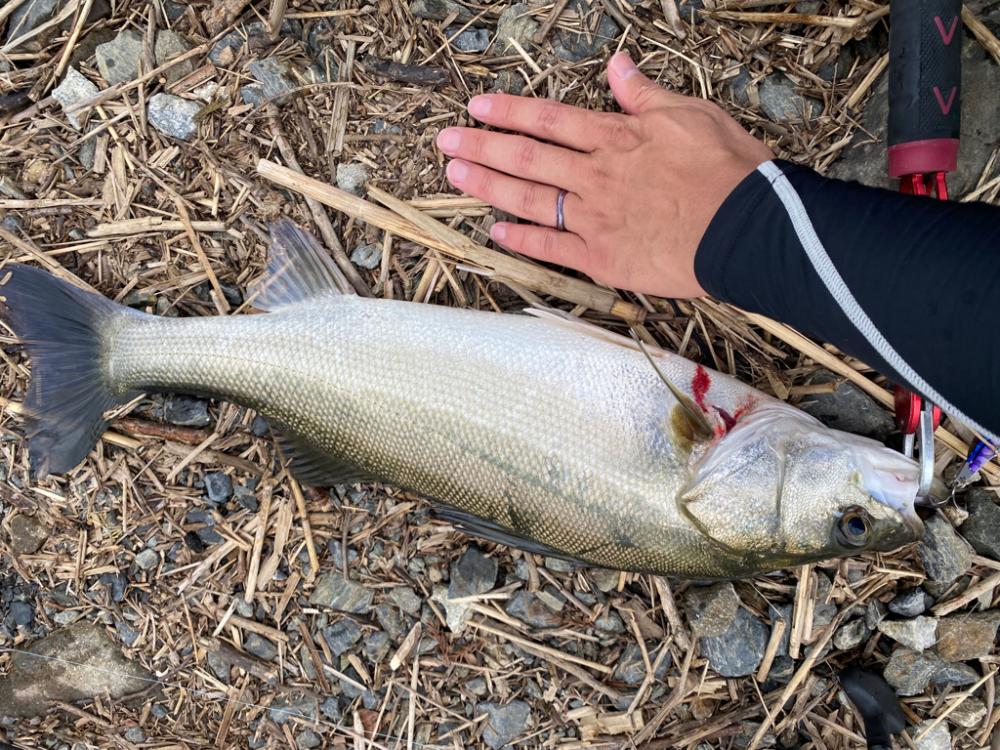 リバーシーバス