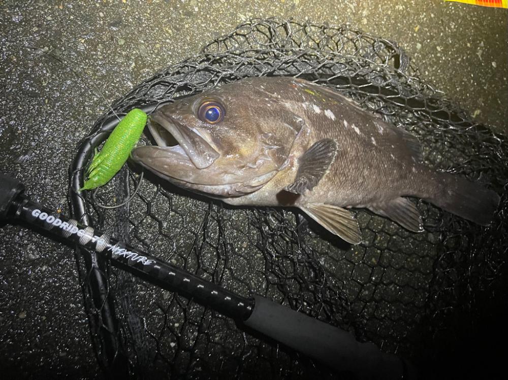 夏枯れ知らずのクロソイ釣行！