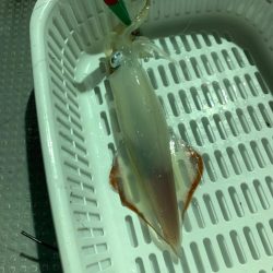 潮かなり速く…