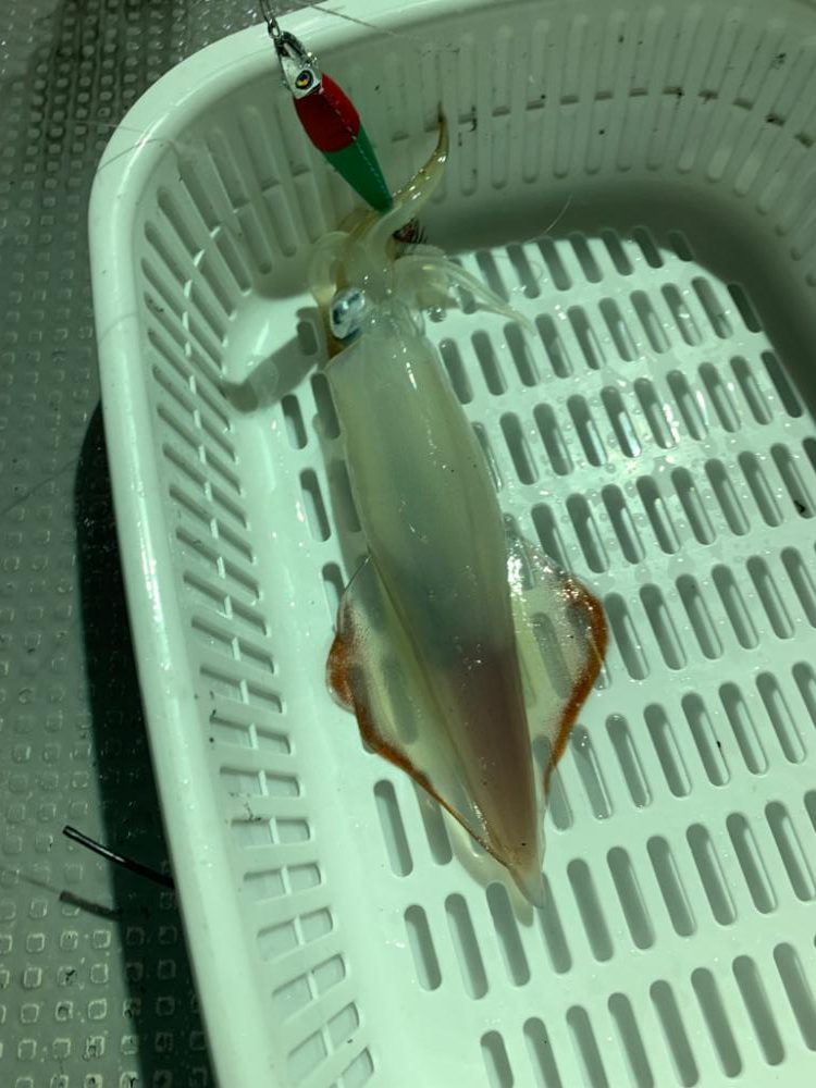 潮かなり速く…