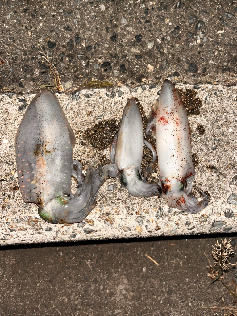 ナイトエギング