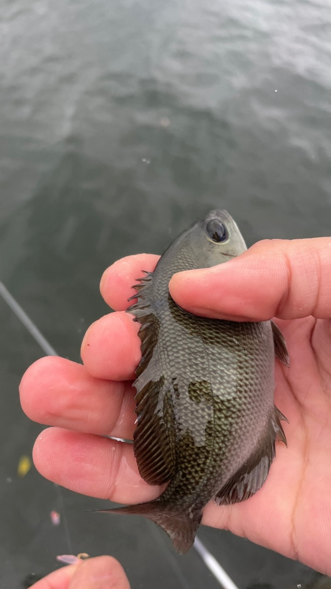 サビキ釣り釣果