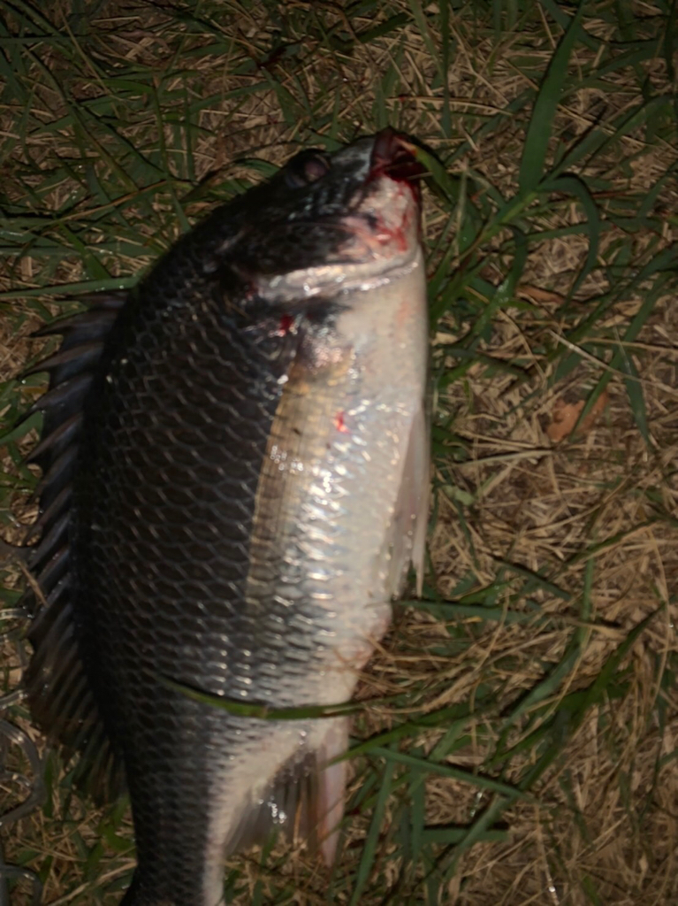 チヌハンターパート43