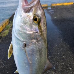 トリックサビキからの泳がせ