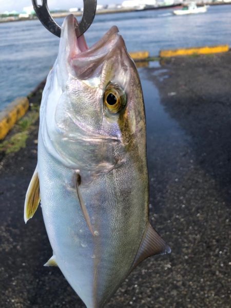 トリックサビキからの泳がせ