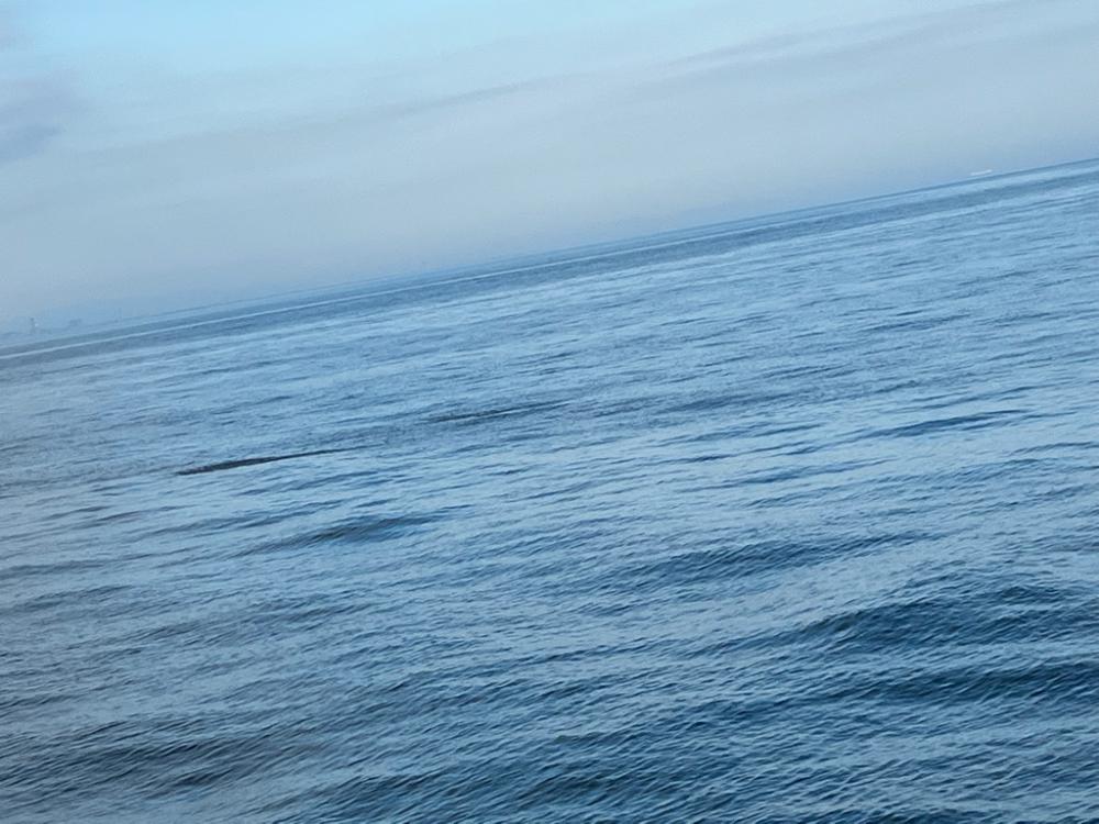 3年ぶりのショアジギ